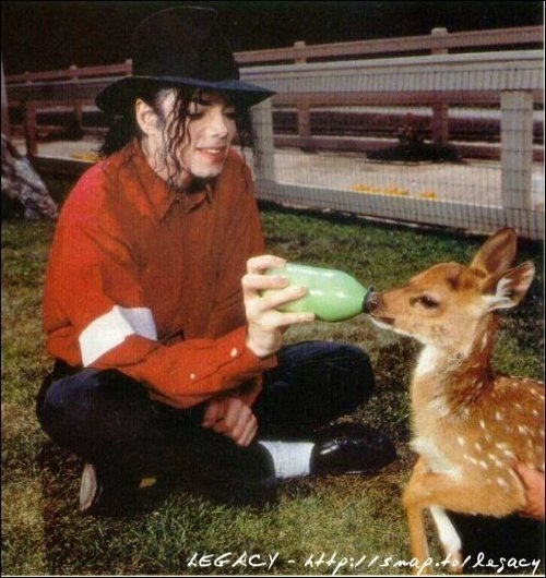 Michaelfeedingfawn.jpg